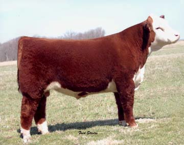 Reed Enterprises | Midwest Cattle | Reed Farms | Hereford Cattle