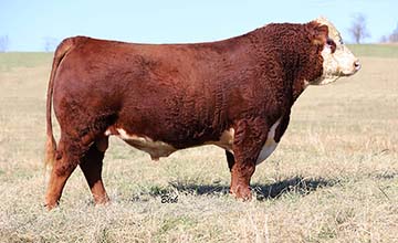 Reed Enterprises | Midwest Cattle | Reed Farms | Hereford Cattle