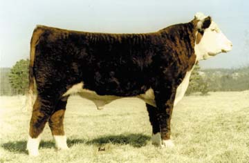 Reed Enterprises | Midwest Cattle | Reed Farms | Hereford Cattle