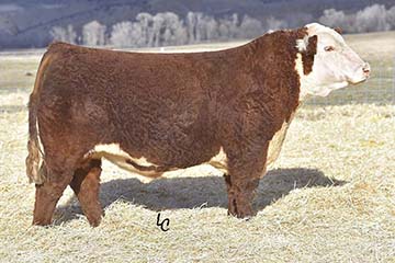 Churchill Stud 3134A