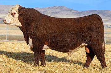 Churchill Final Print 3130L ET