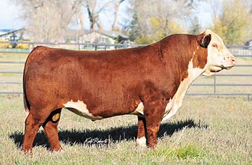 Reed Enterprises | Midwest Cattle | Reed Farms | Hereford Cattle