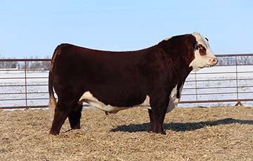 DaKitch 123F Moonshine 144L