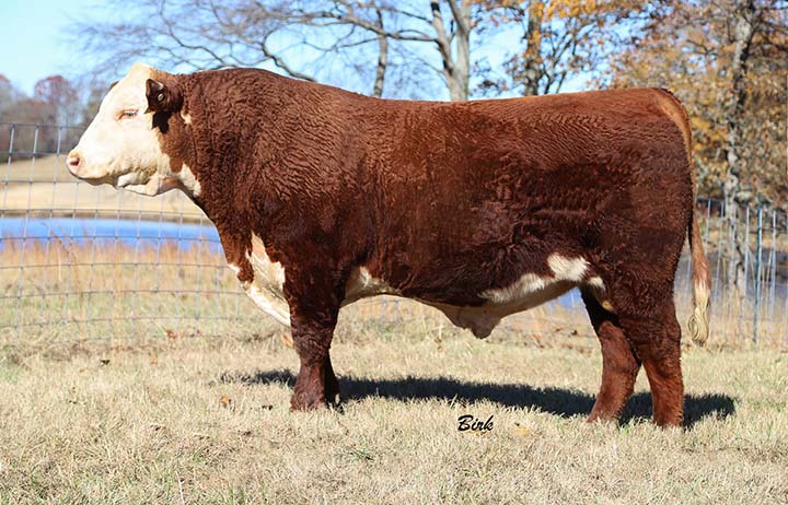 Reed Enterprises | Midwest Cattle | Reed Farms | Hereford Cattle