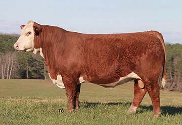 KCF Bennett Dominion K510