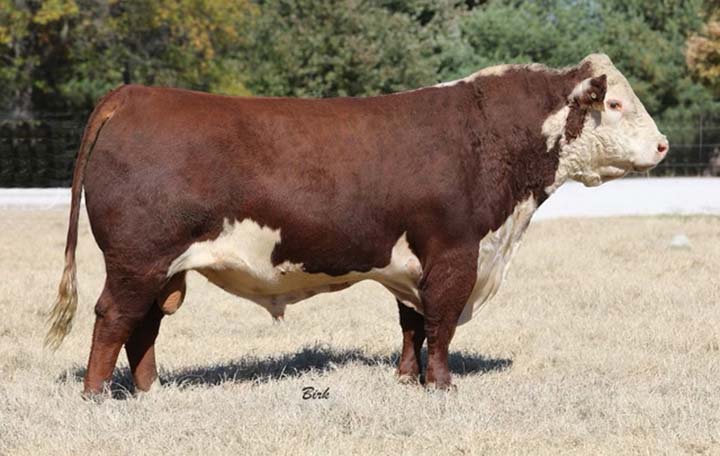 Reed Enterprises | Midwest Cattle | Reed Farms | Hereford Cattle