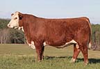KCF Bennett Dominion K510