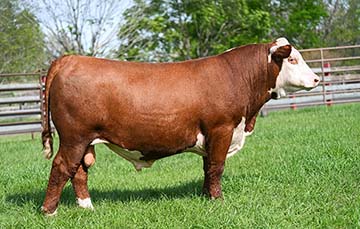 Stuckey Junior 1939 LB5