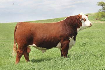 Reed Enterprises | Midwest Cattle | Reed Farms | Hereford Cattle